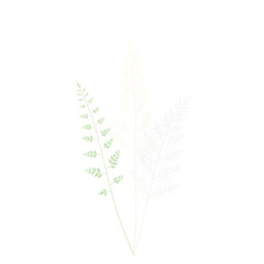 Obraz premium Botanical Illustration - ferns in sage and cream for stationery 
