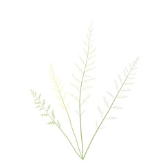 Botanical Illustration - ferns in sage and cream for stationery
