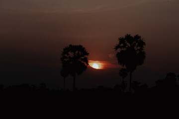 Silhouetted palm trees at sunset