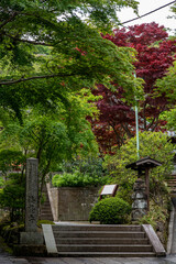Fototapeta premium 鎌倉2504 海蔵寺35 新緑