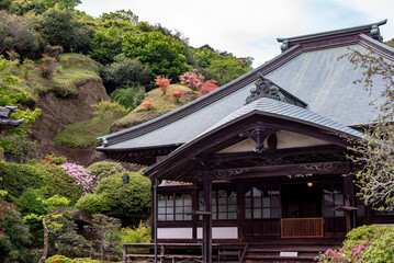 鎌倉2504　海蔵寺31　ツツジ