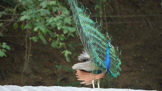India Peafowl (Pavo cristatus ) bird watching in the garden.