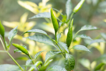 Close-up of vibrant green chili peppers on a plant.