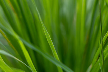 Green grass texture