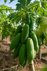 Lush papaya fruits hanging from a healthy tree in a farm setting.