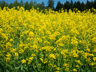 Blooming Yellow Rapeseed Field in Rural Countryside under Blue Sky. A beautiful yellow rapeseed (Raps) field blooming under a clear blue sky in the countryside. Vibrant canola flowers covering the rur