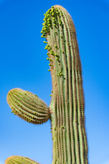 Young growths on Arizona saguaros cactus