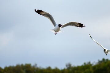 seagull in flight