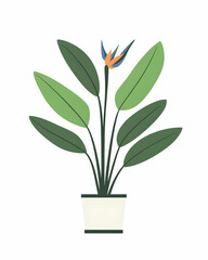 Potted Bird Of Paradise Plant Illustration