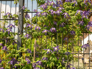 Climbing Clematis Flower Blooming Along a Metal Fence in Countryside. A purple clematis flower (Clematis) blooms and twines around a metal fence near a countryside house. The vibra