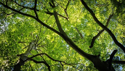 tree branches and green leaves overlay fine art photography fine art