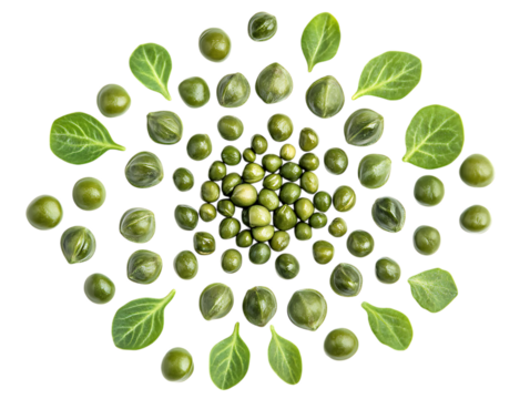 Capers Harvested from the Plant