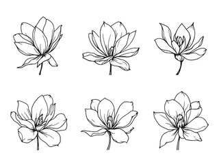 Magnolia vector line art illustration