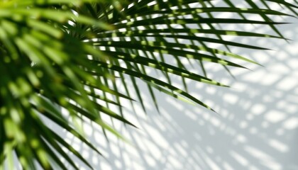 Obraz premium Delicate palm fronds casting ethereal shadows on a pristine white surface creating a tranquil ambience