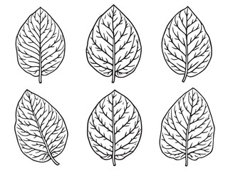 Obraz premium Mango leaf vector line art illustration