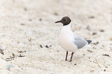 Laughing Gull Chroicocephalus ridibundus in Brittnay, France