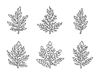 Mountain Laurel Leaf vector line art illustration