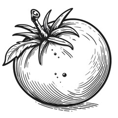 Tomatoes minimalist black and white Vegetable silhouette drawing vector illustration