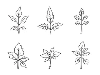 Fototapeta premium Mugwort Leaf vector line art illustration