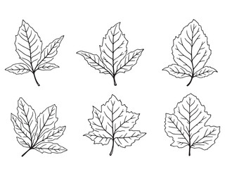 Obraz premium Mulberry leaf vector line art illustration
