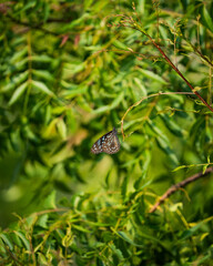 butterfly on a leaf