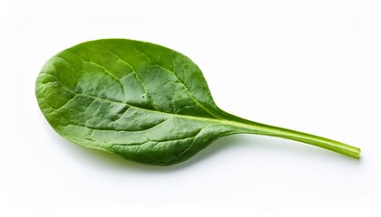 fresh spinach leaf isolated on white background perfect for healthy recipes and nutritious food concepts white background