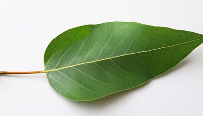 Fototapeta premium tree leaves eucalyptus white background no background