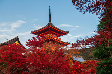 Kiyomizu dera orange pagoda with red maple autumn leaves, Kyoto