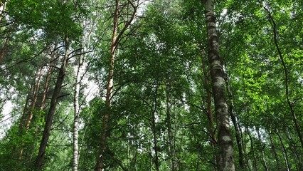 Experience the Lush Green Forest Canopy That Thrives Under the Bright Blue Sky Above. Media