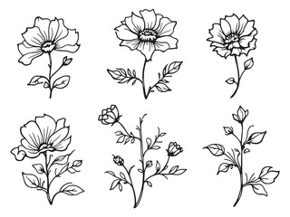 Obedient Plant vector line art illustration