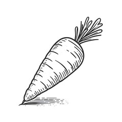 carrot minimalist black and white Vegetable silhouette drawing vector illustration