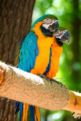 blue and yellow macaw