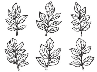 Oleander Leaf vector line art illustration