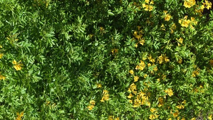 green plant with yellow flowers