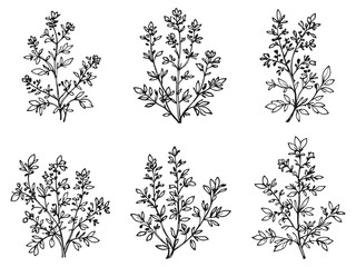 Obraz premium Oregano Flower vector line art illustration