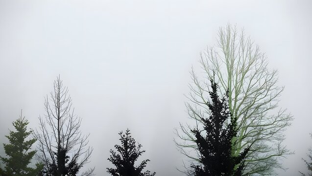 Enigmatic silhouettes of trees stand tall against a misty, pale sky, creating a serene and mysterious atmosphere. The fog adds depth and tranquility to the scene. - Powered by Adobe