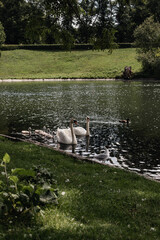family of white swans swims on a lake in a park with green trees. A seagull sits on the shore of the lake.