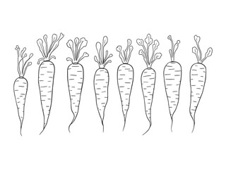 Parsnip vector line art illustration