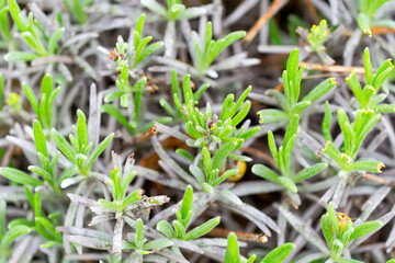 Close-up of lavender bush at garden at Swiss City of Zürich on a spring morning. Photo taken April 27th, 2025, Zurich Schwamendingen, Switzerland.                               