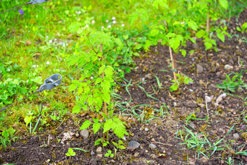 Fototapeta premium Close-up of beautiful raspberry bushes on a spring morning at terrace of apartment building. Photo taken April 27th, 2025, Zurich Schwamendingen, Switzerland.