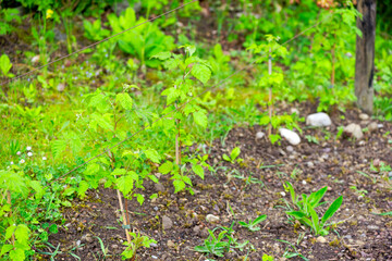 Close-up of beautiful raspberry bushes on a spring morning at terrace of apartment building. Photo taken April 27th, 2025, Zurich Schwamendingen, Switzerland.