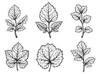 Pennywort Leaf vector line art illustration
