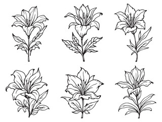 Pineapple Lily vector line art illustration