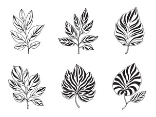 Plumeria Leaf vector line art illustration