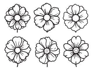 Polyanthus vector line art illustration