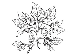 Pomegranate leaf vector line art illustration