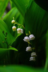 Obraz premium lily of the valley in the garden