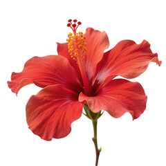 red hibiscus flower