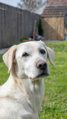 Labrador retriever in sunny backyard, perfect companion for National Dog Day and outdoor leisure, peaceful and loyal pet