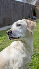 Labrador retriever in sunny garden, loyal canine friend enjoying springtime outdoors, pet love and companionship, Earth Day celebration